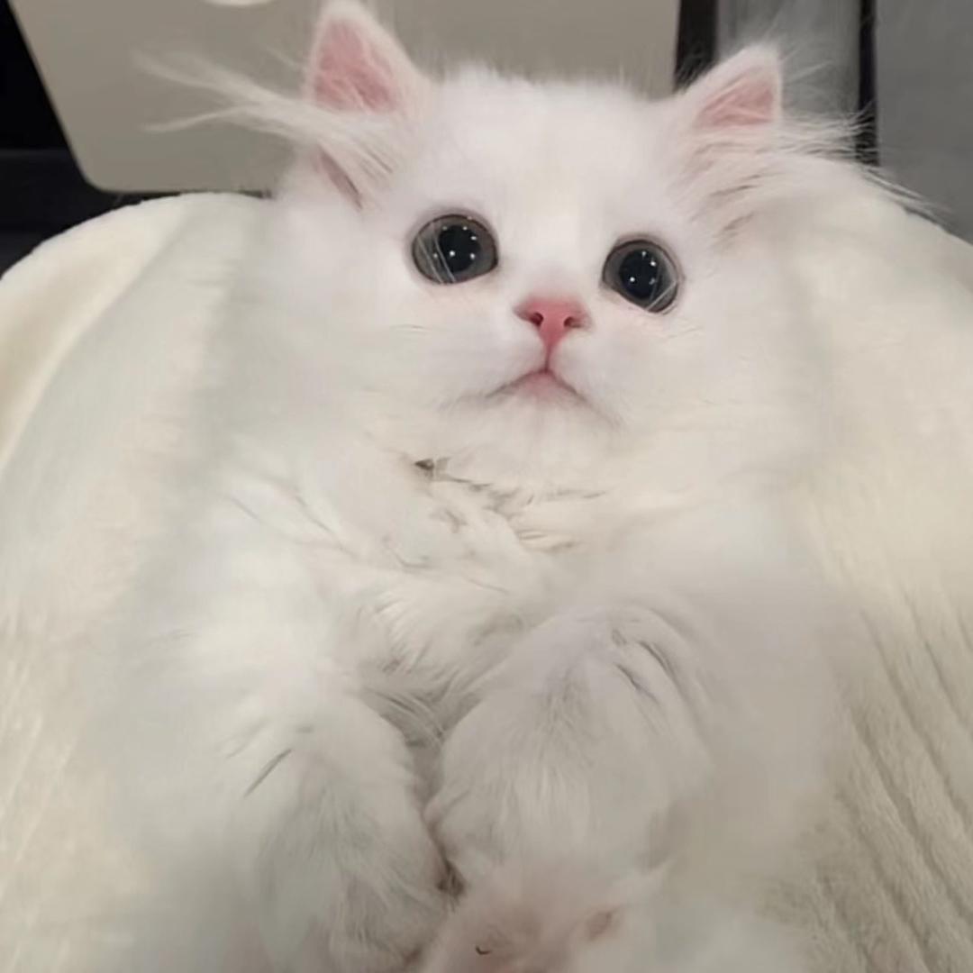 小意天生宅
