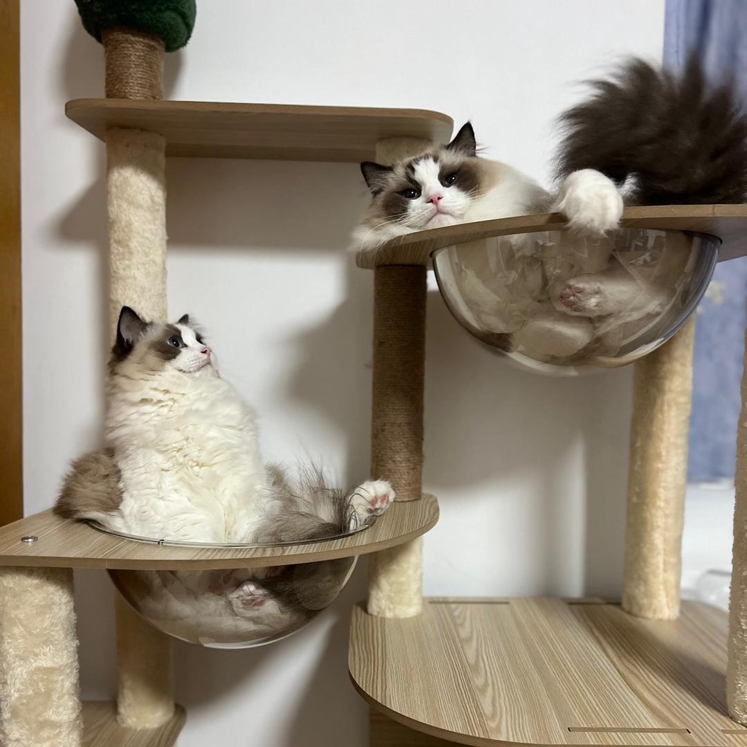 小胖和Lucky🐱