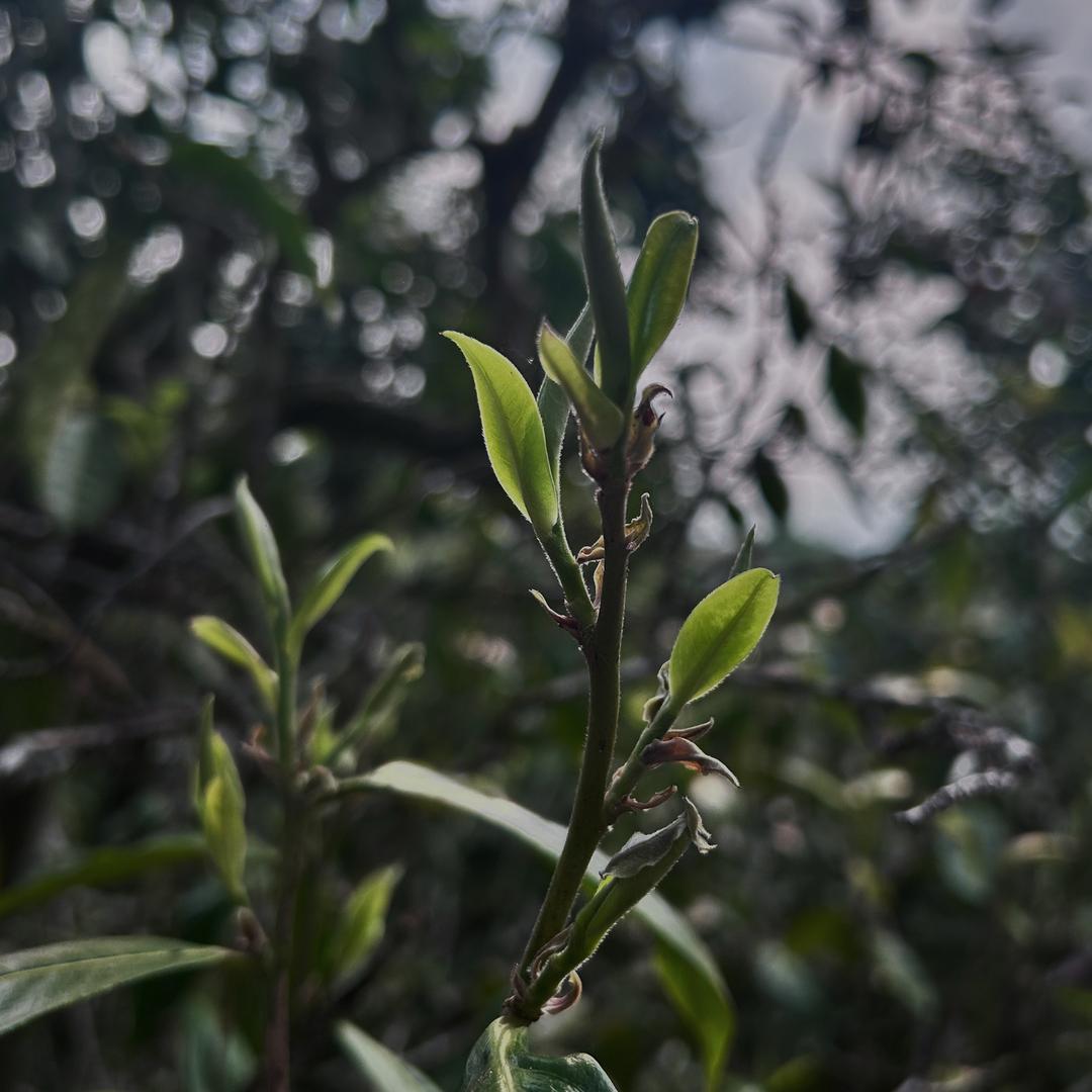茶品人生🍃