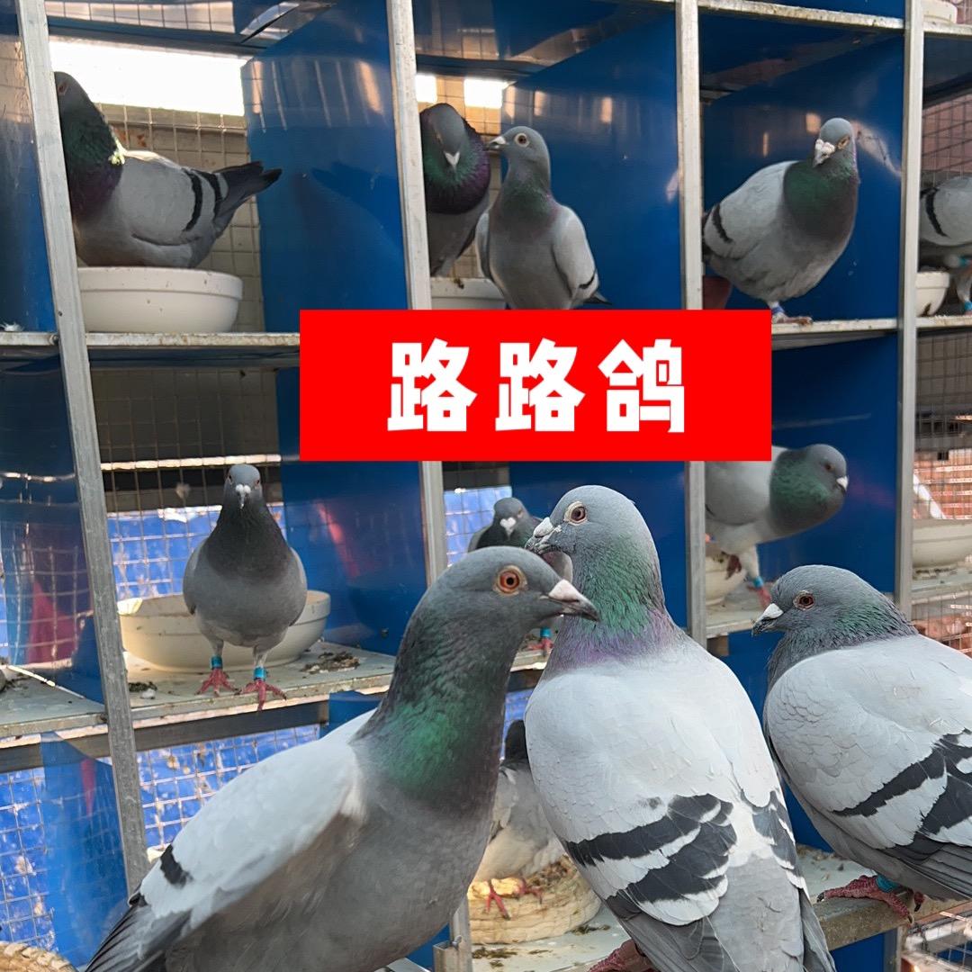 帮忙寻找你的赛鸽（博尔特赛鸽欧洲种鸽）