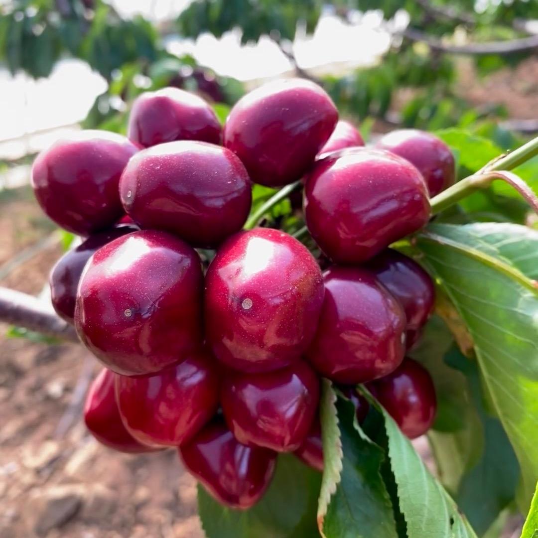 洛阳大樱桃车厘子采摘园