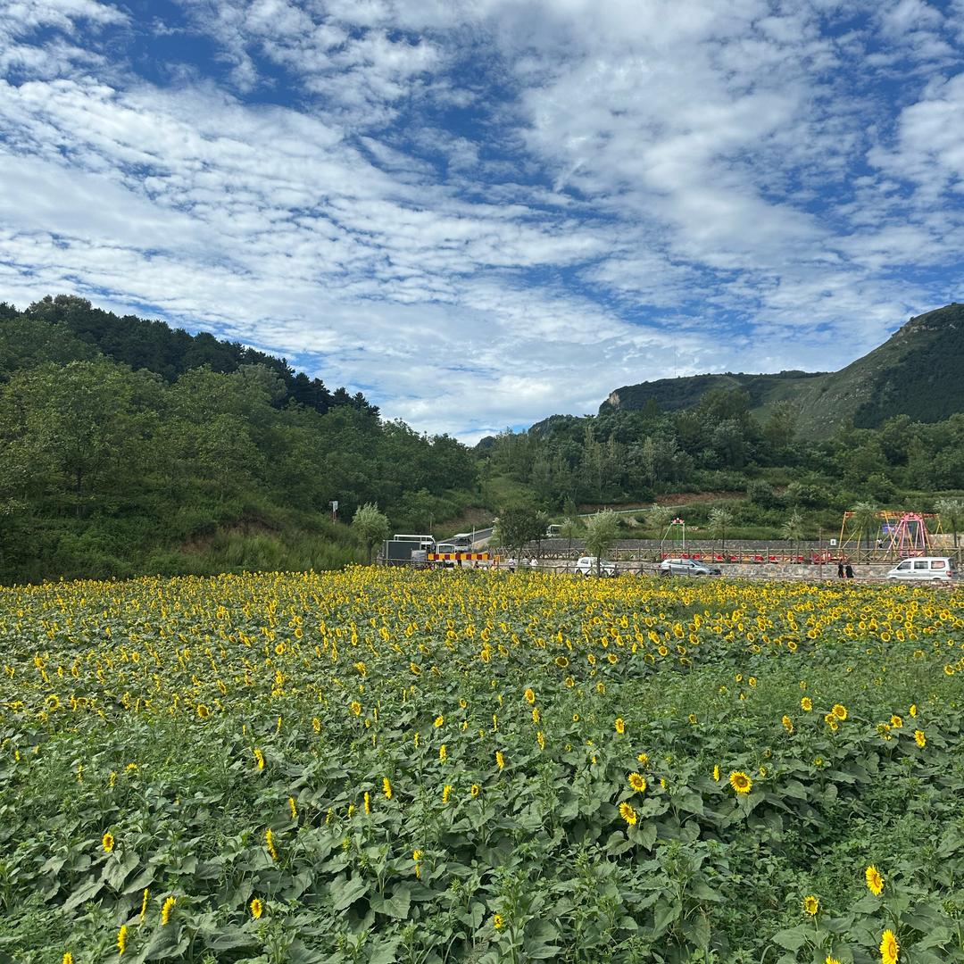 小飞姐