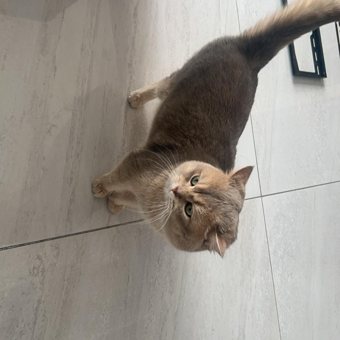 尕尕（吸口猫气）🐱