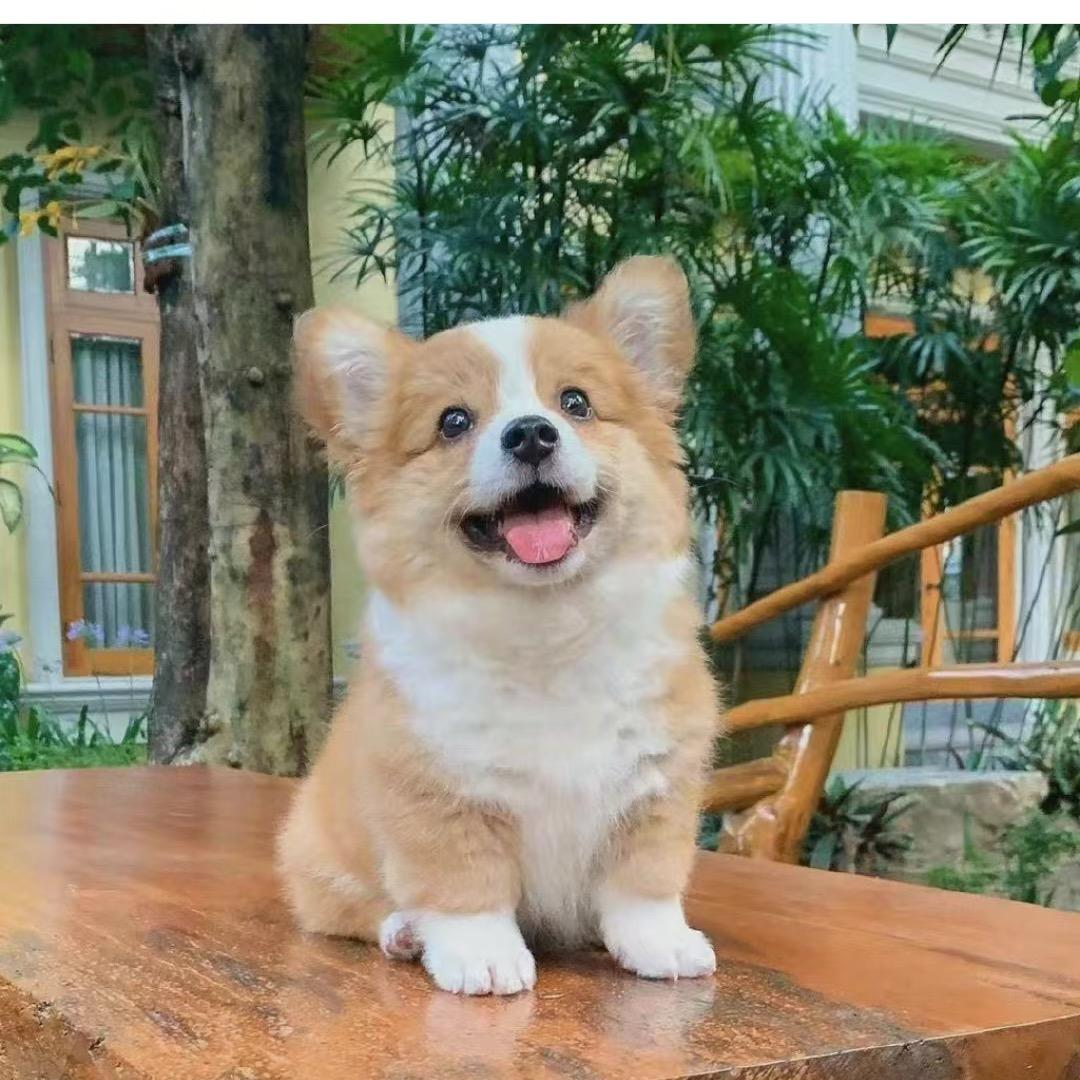 阿西吧