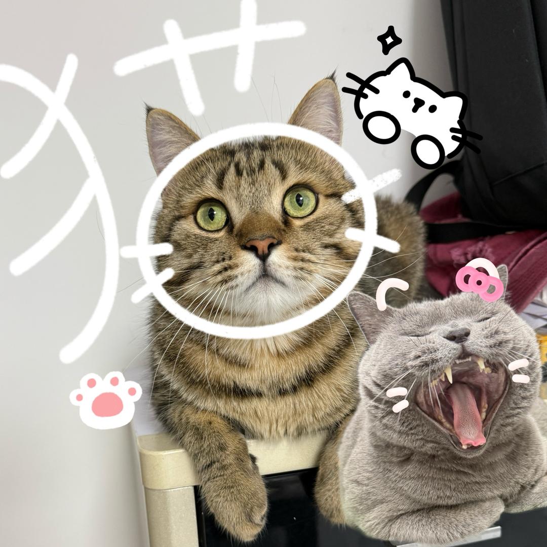 元宝是只喵🐱