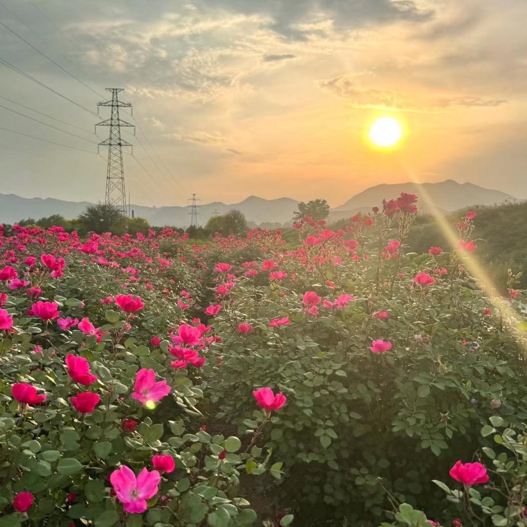 阿露vlog