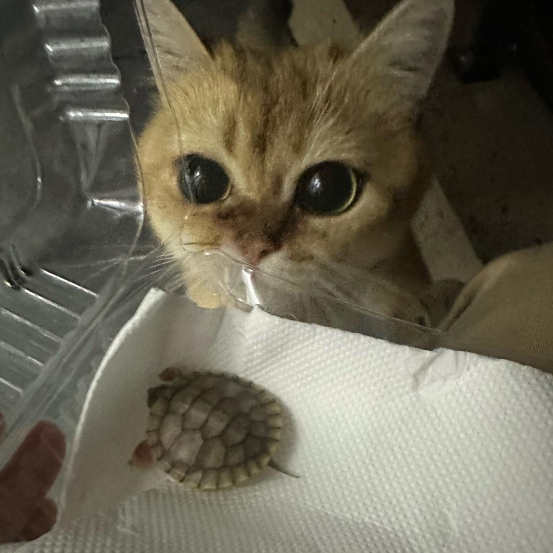 冰红茶.