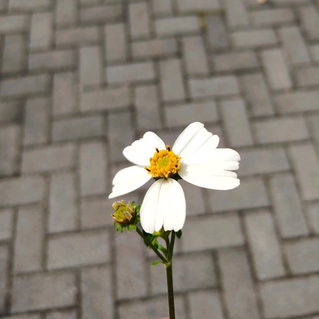 柠檬是甜de