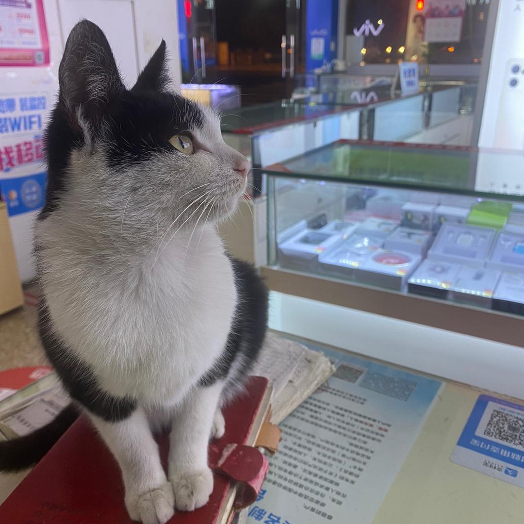 爱吃零食的咪咪