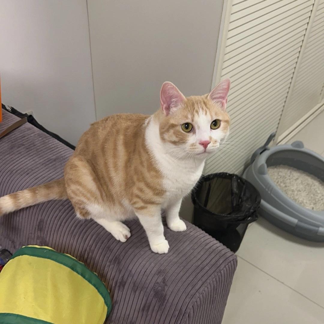 给小猫赚钱买别墅