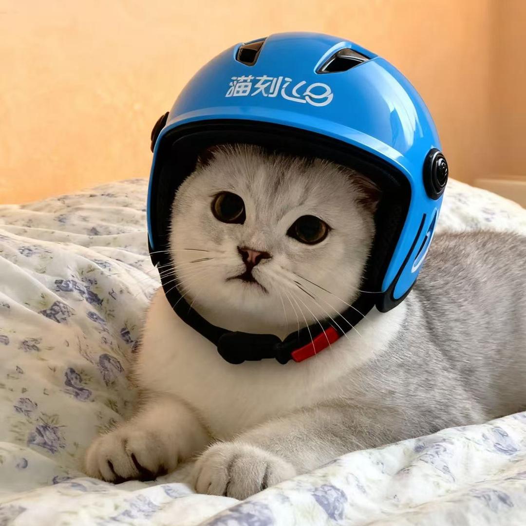 饿了猫.