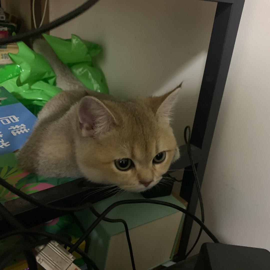 毅少