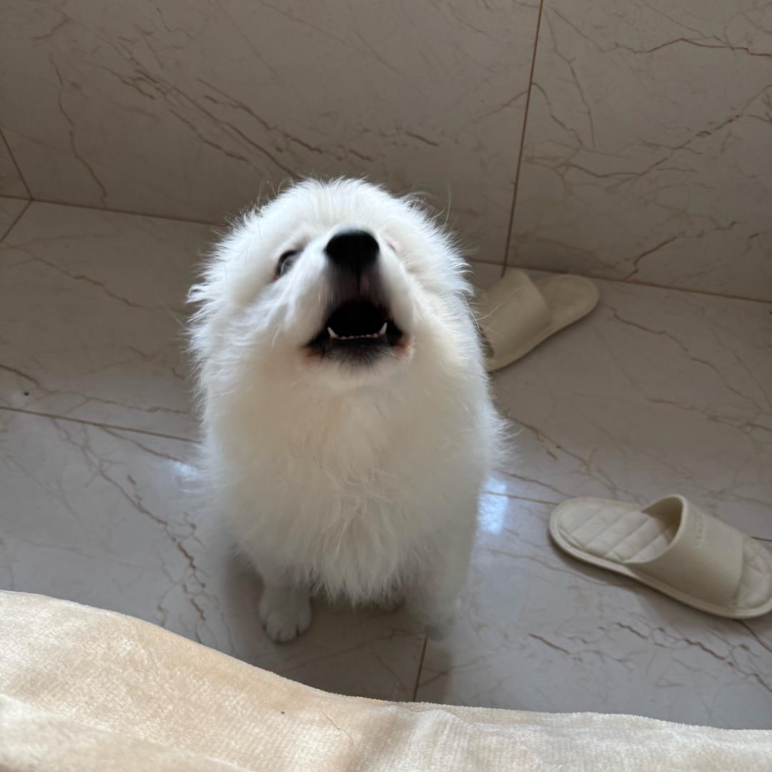 木鱼日记