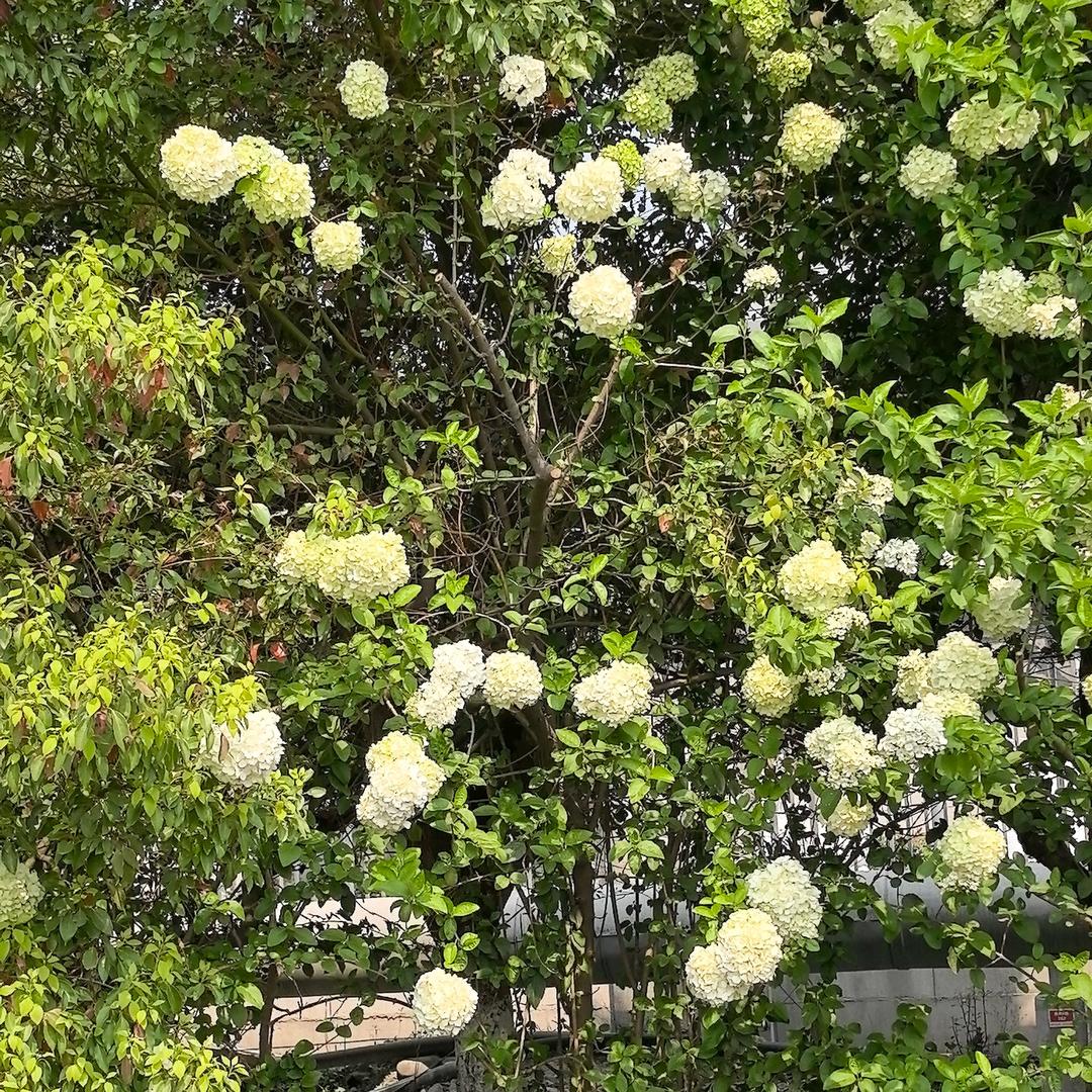 陈老师来了