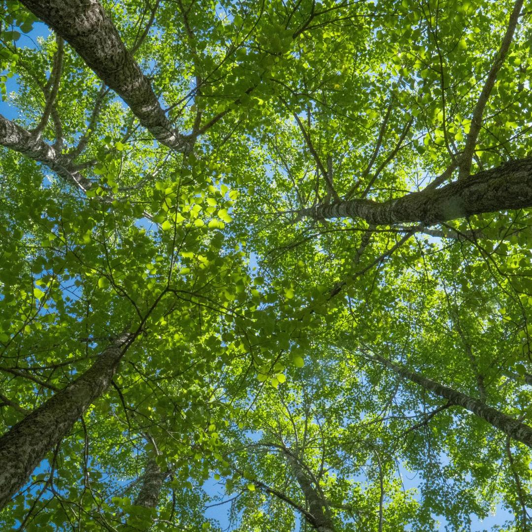 🇲🇴会画画的邓紫齐