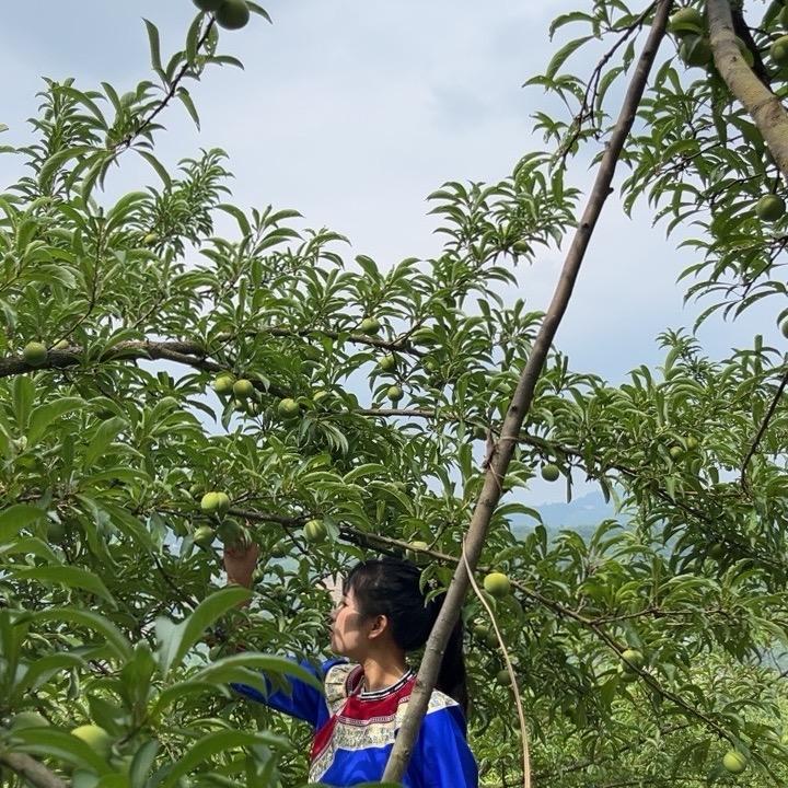 六马蜂糖李果树苗优品小铺