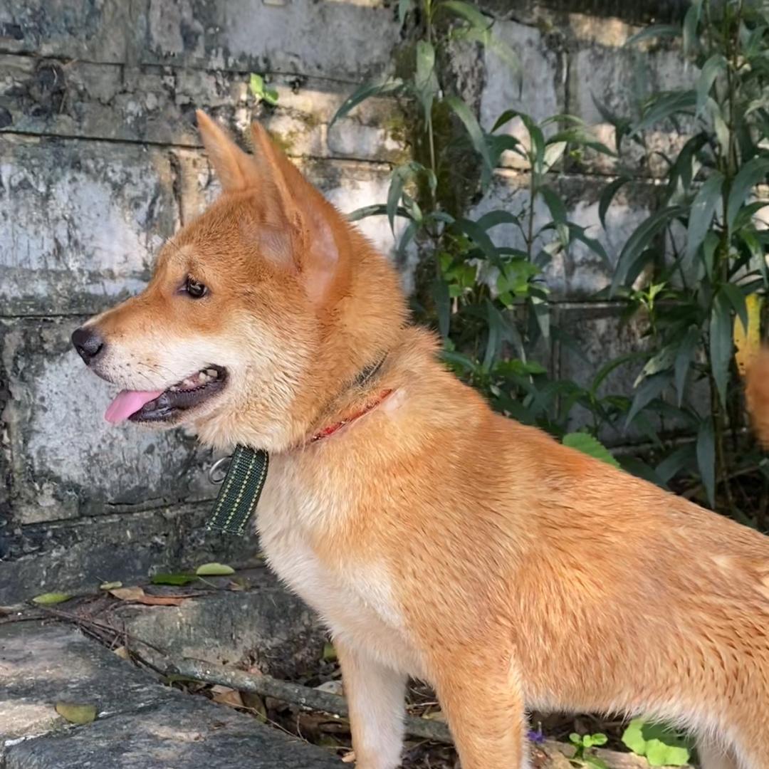 田园犬（汤圆）