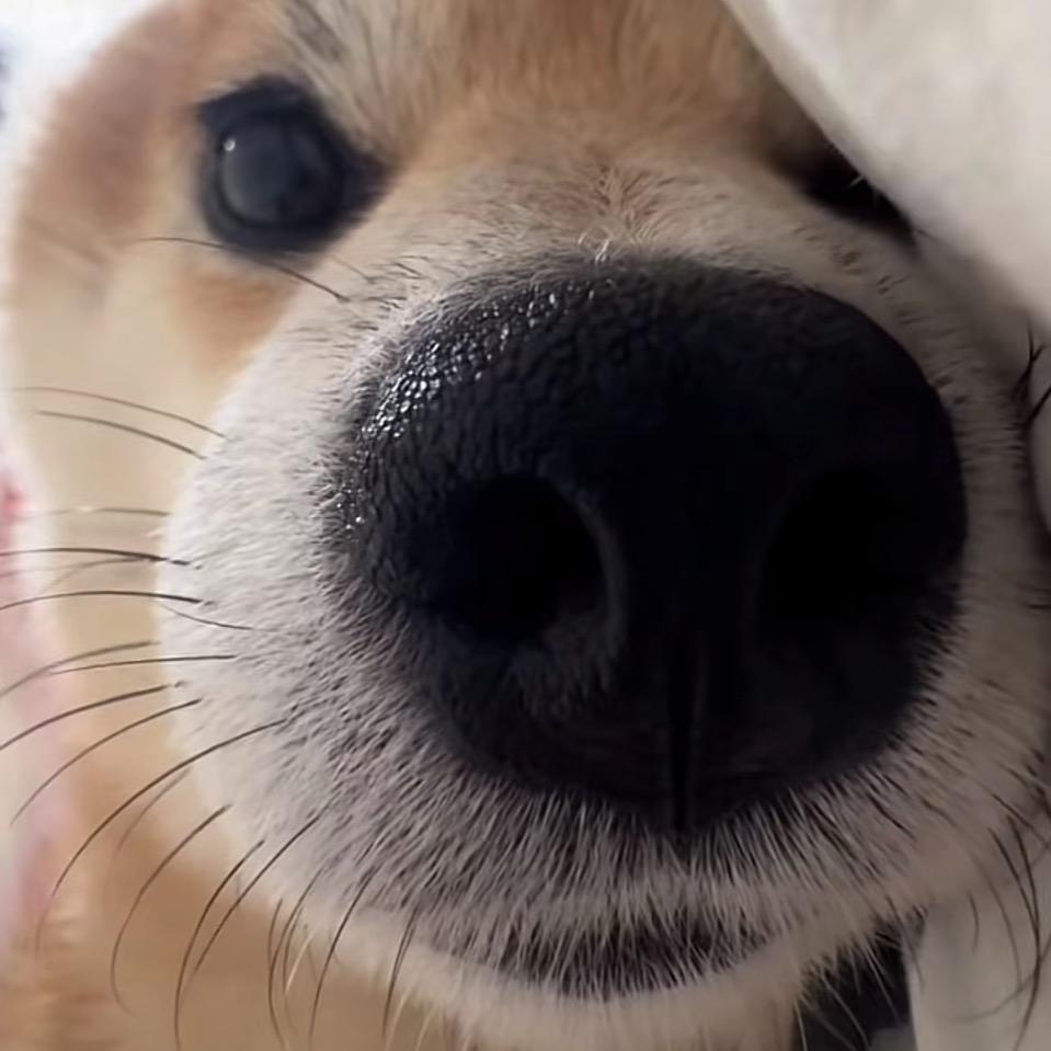 白菜的蔡