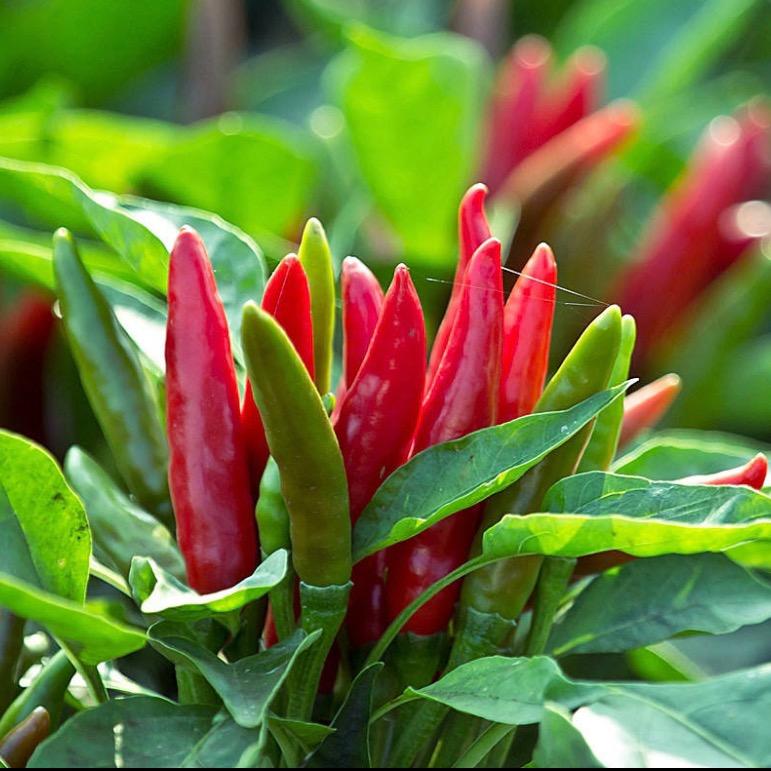 爱吃酱板鸭⁵¹¹