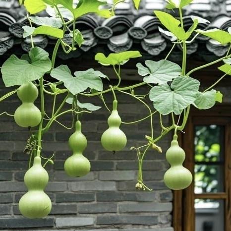 葫芦小舍匠心葫芦坊