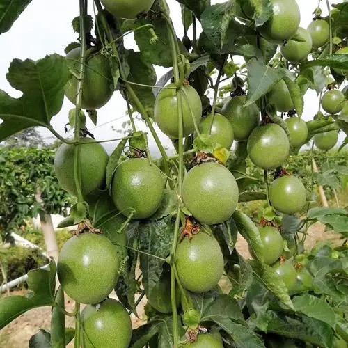 白云山，百香果种植基地