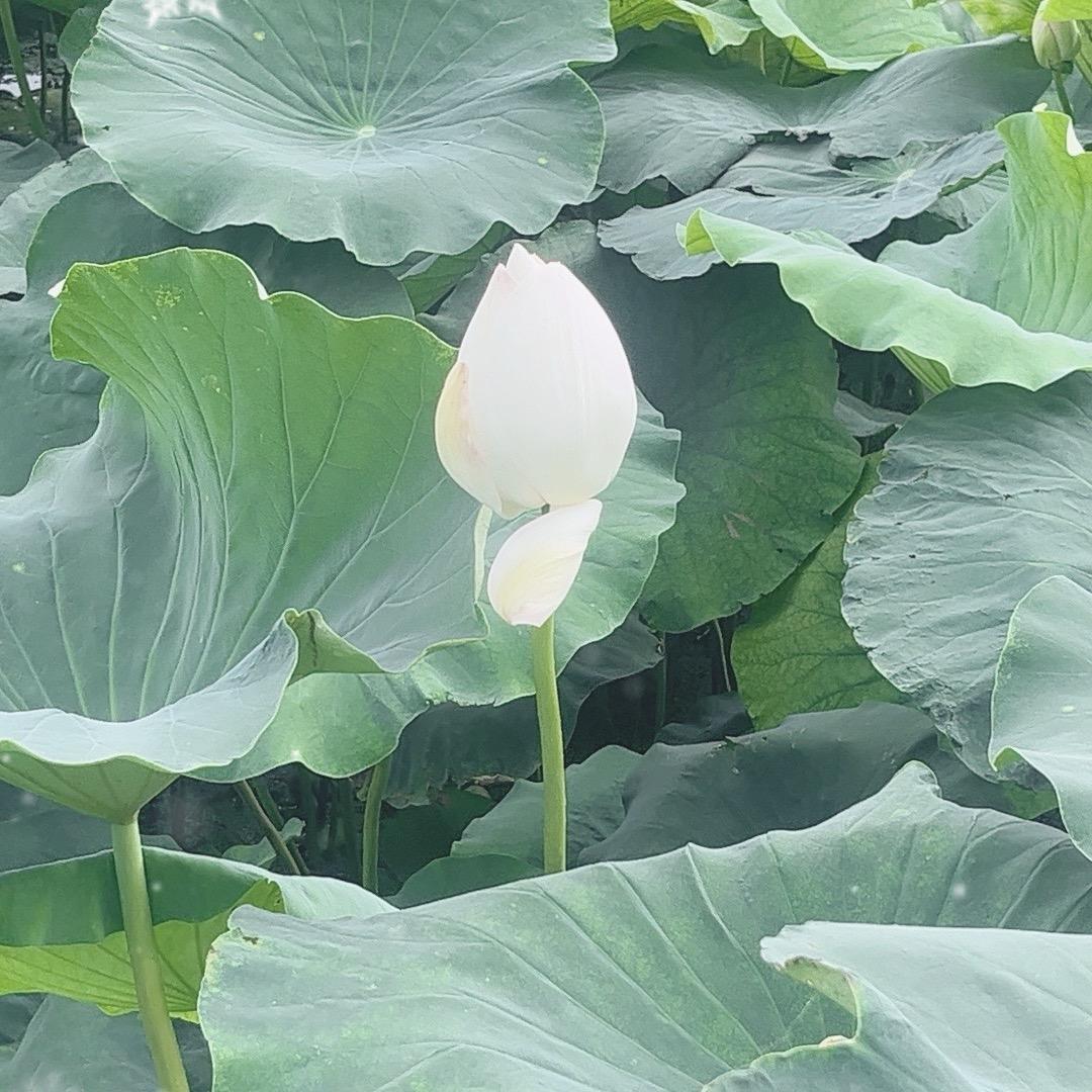 莲藕种植 🤝魏我独尊