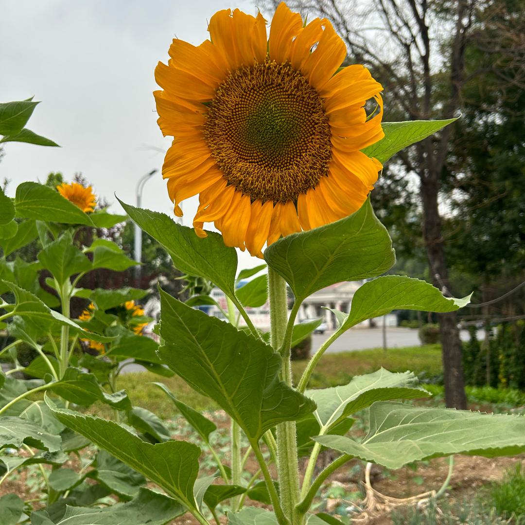 荣