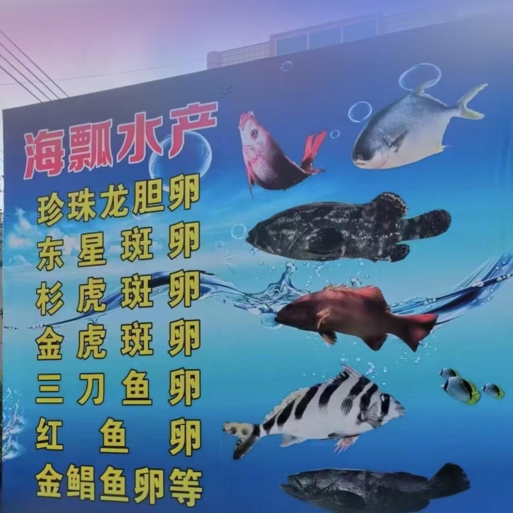 OK牌水产【出售石斑鱼卵】收购石斑鱼苗