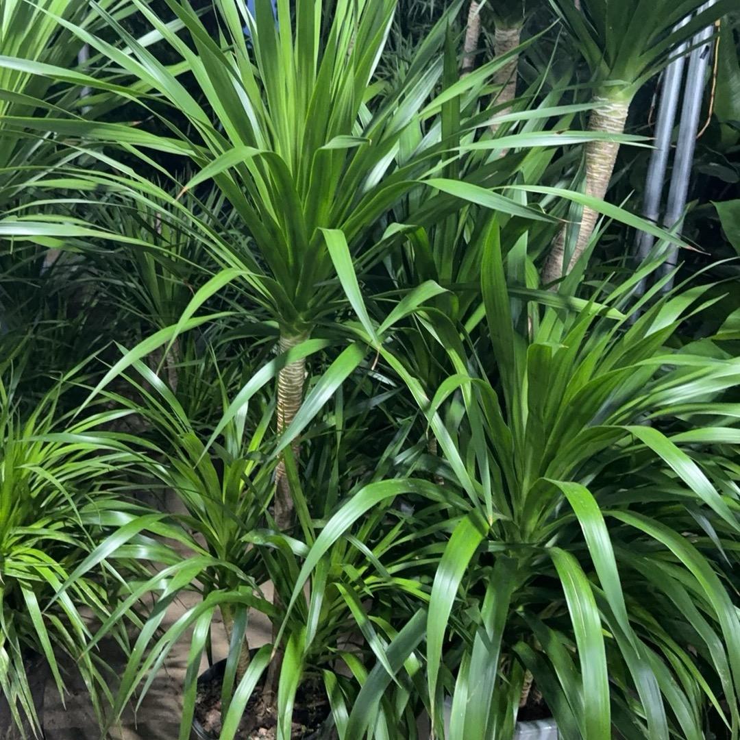 我要瘦