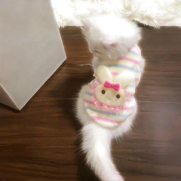 小羊星冰乐