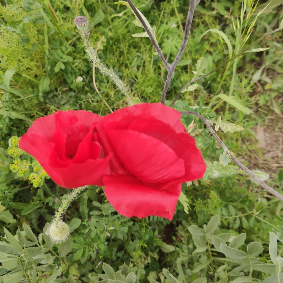 花非花雾