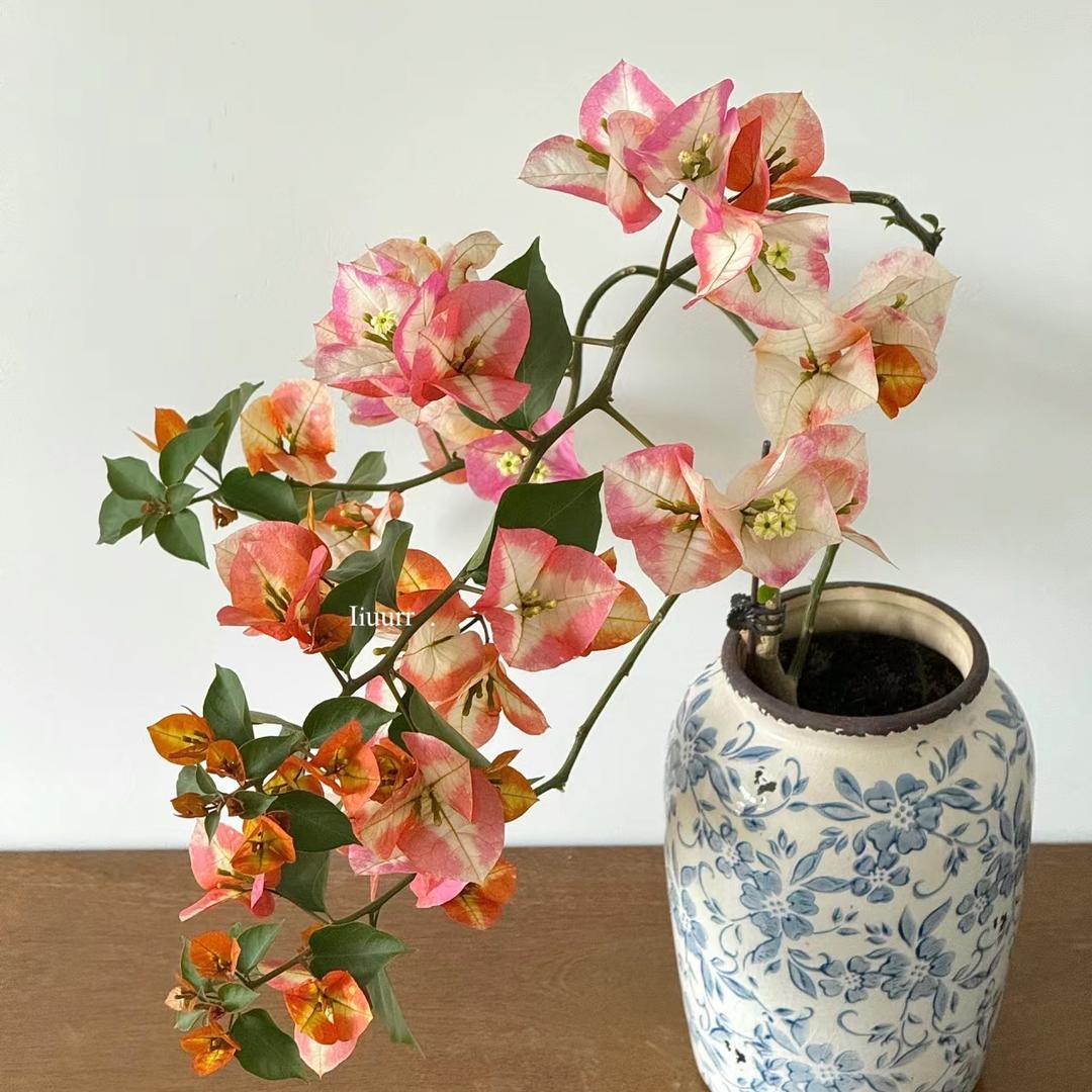 花之卉