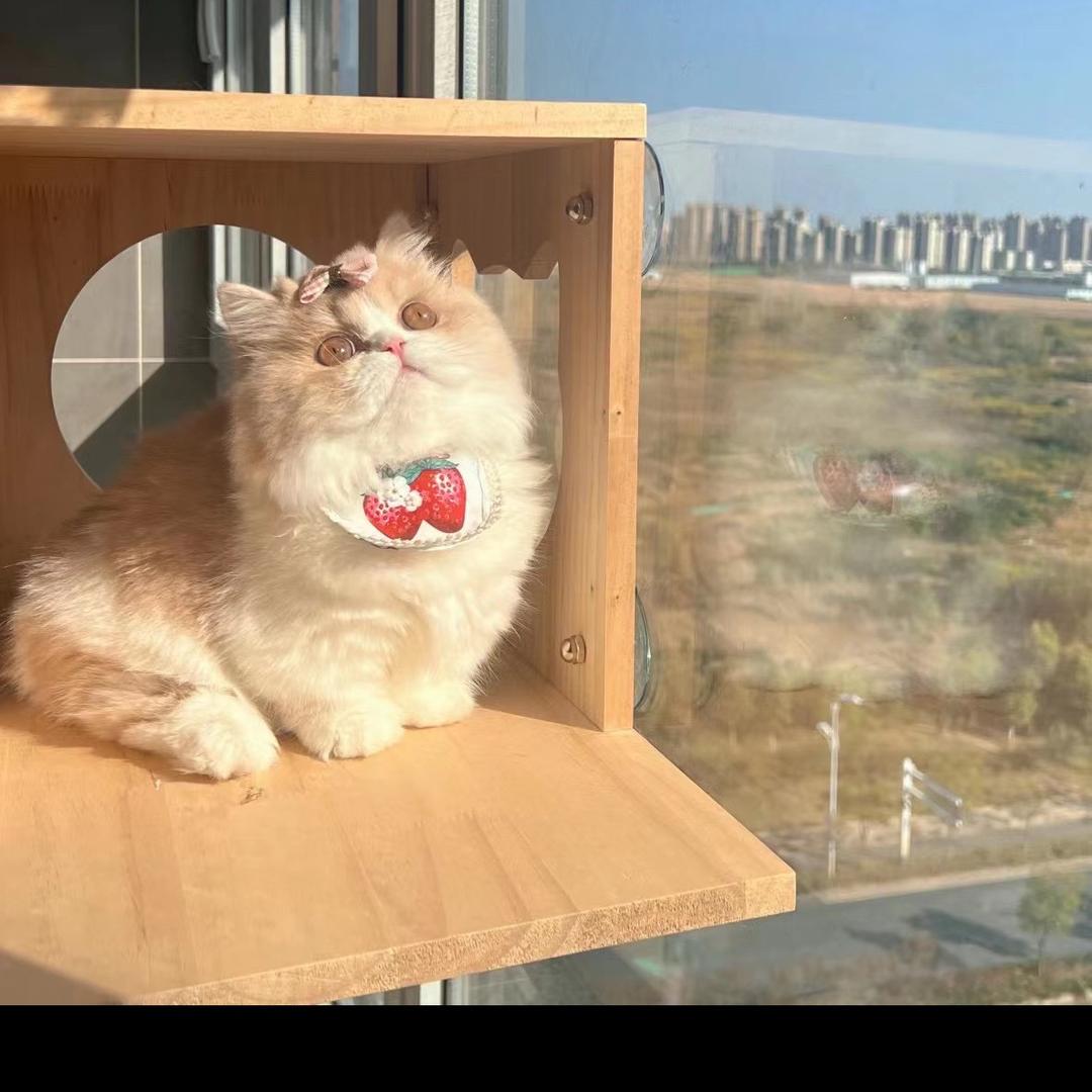 许山高