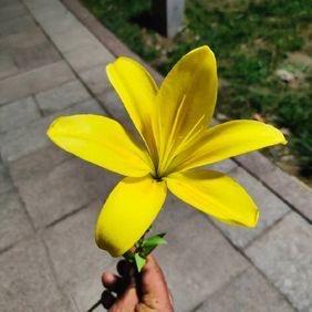 爱丽富百货商行