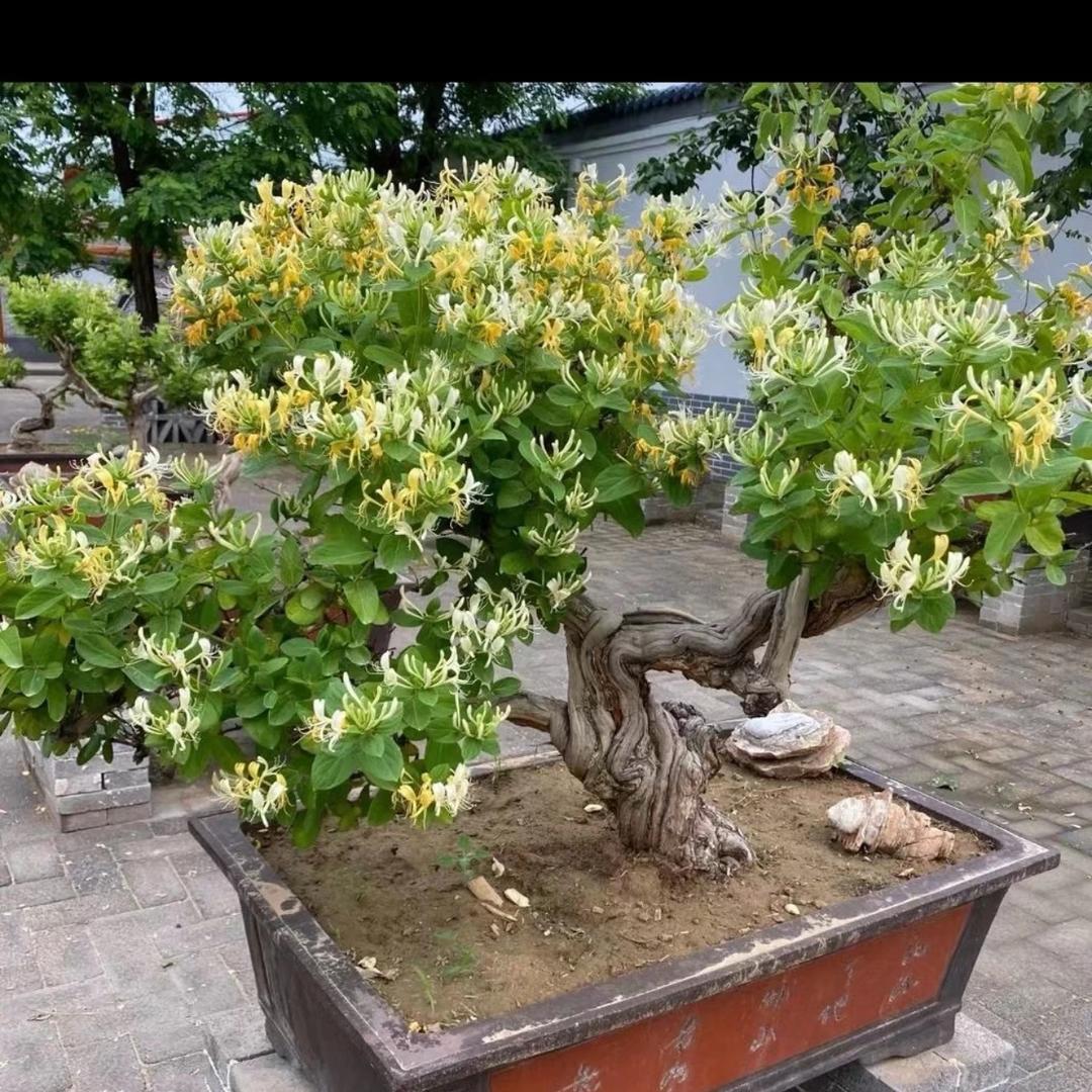 阿芳优芝盆景