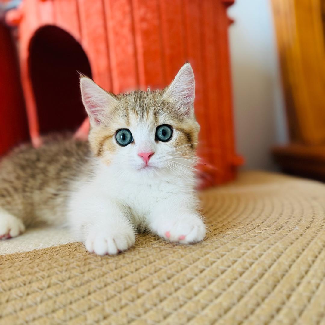 猫猫好物