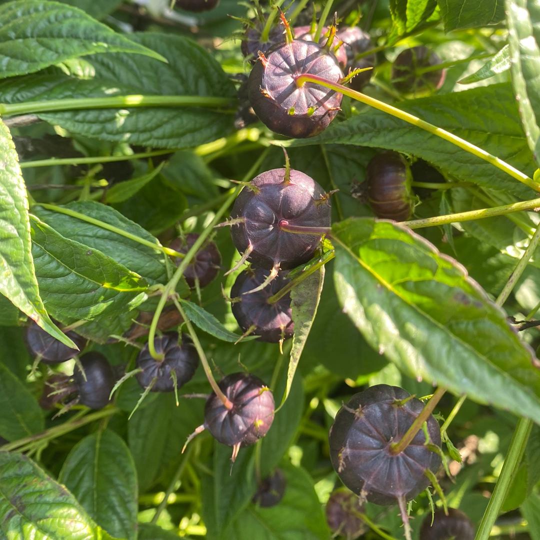 算盘果果