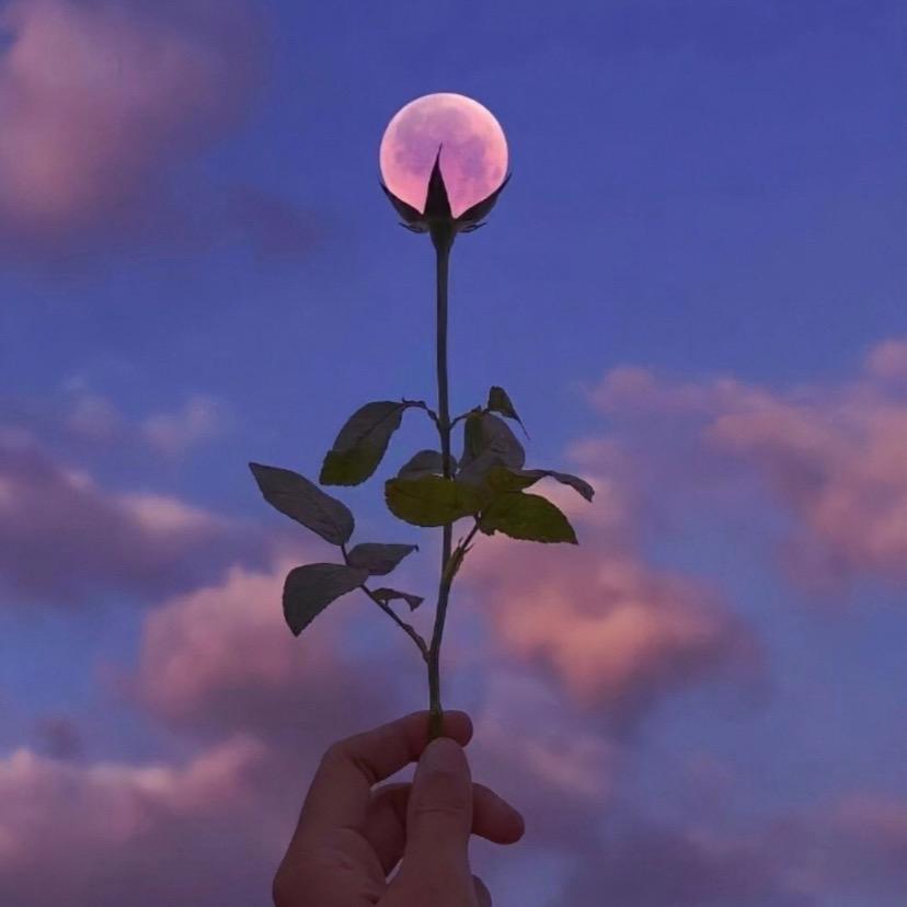 宇宙无敌小苞米