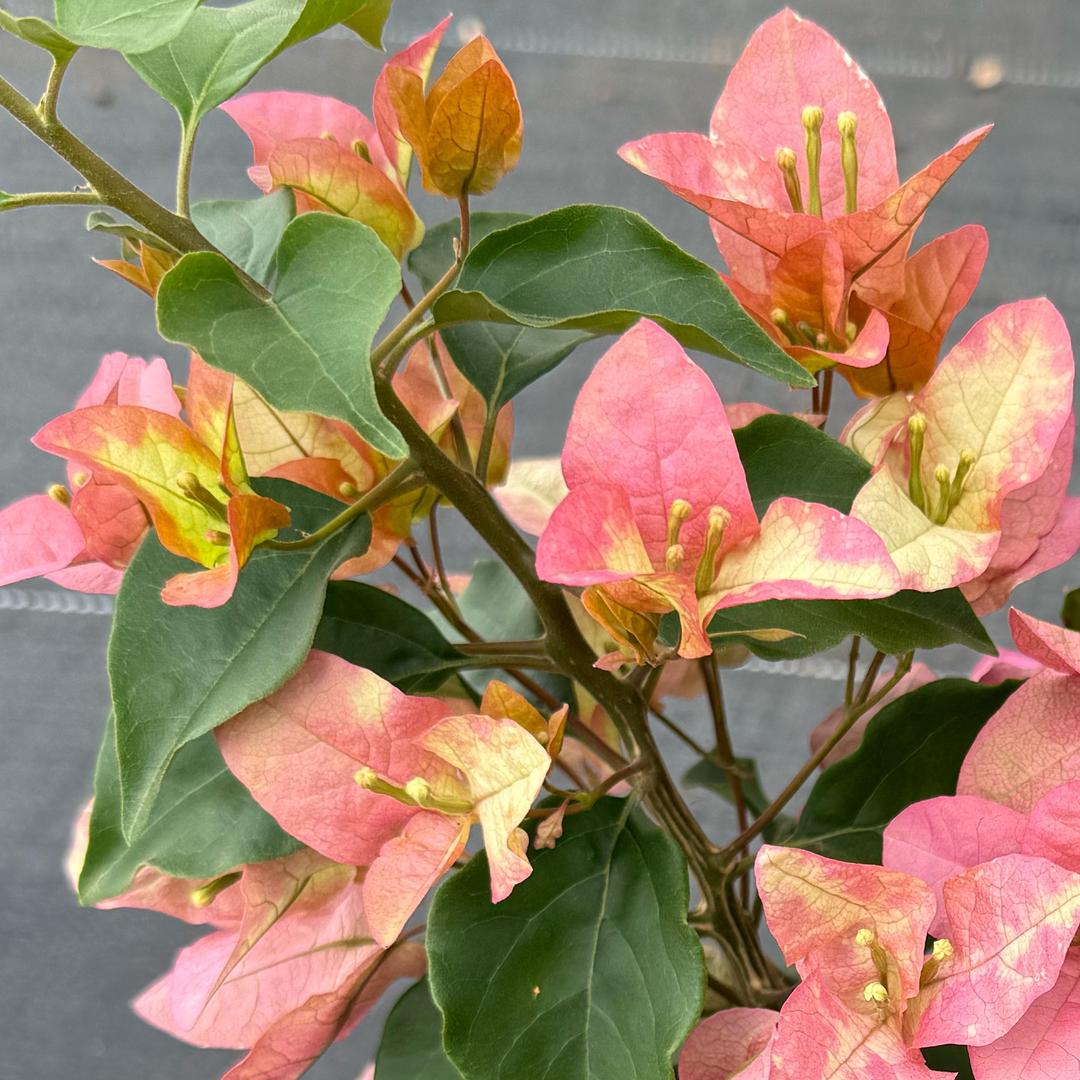 初开时花卉园