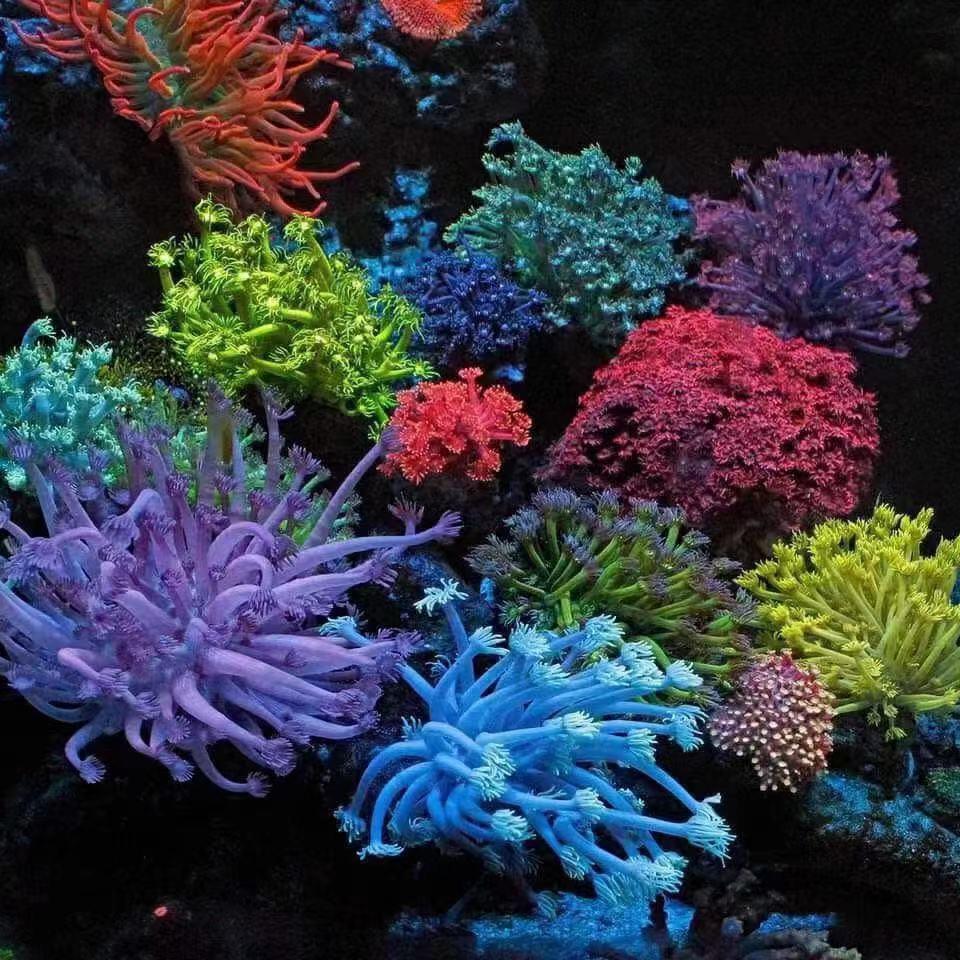 梦幻珊瑚海洋