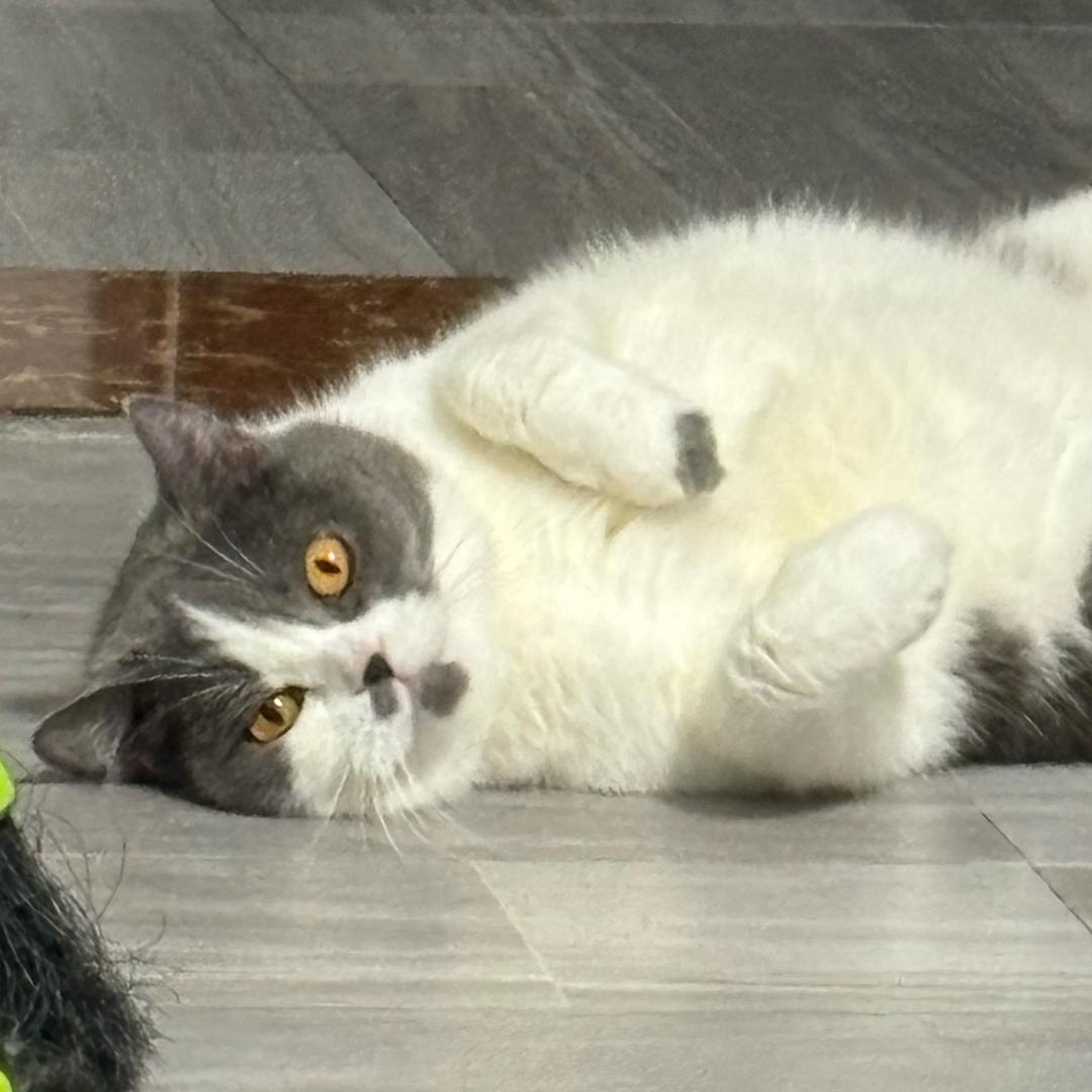 小何~