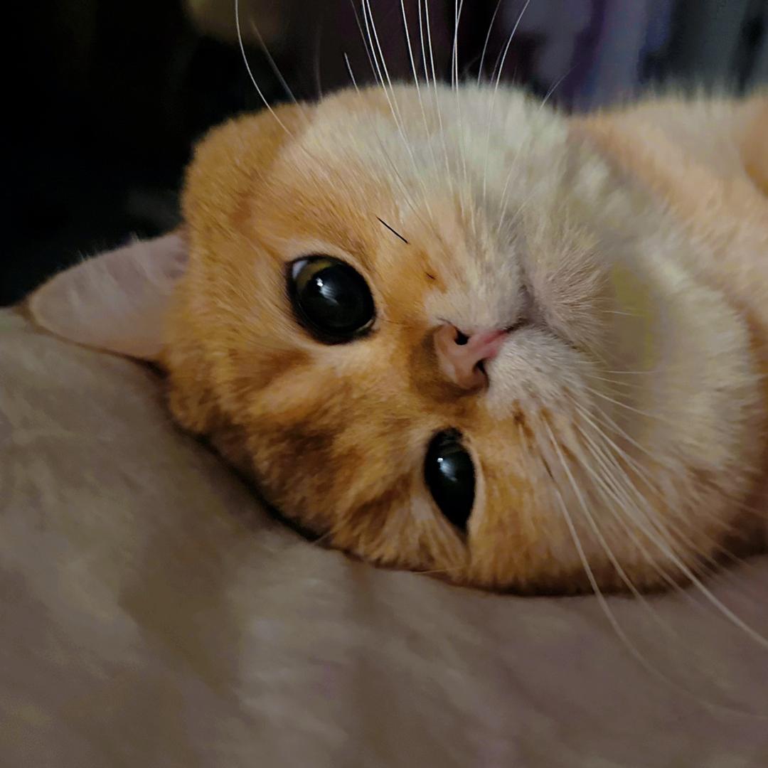 葱头是只喵🐱