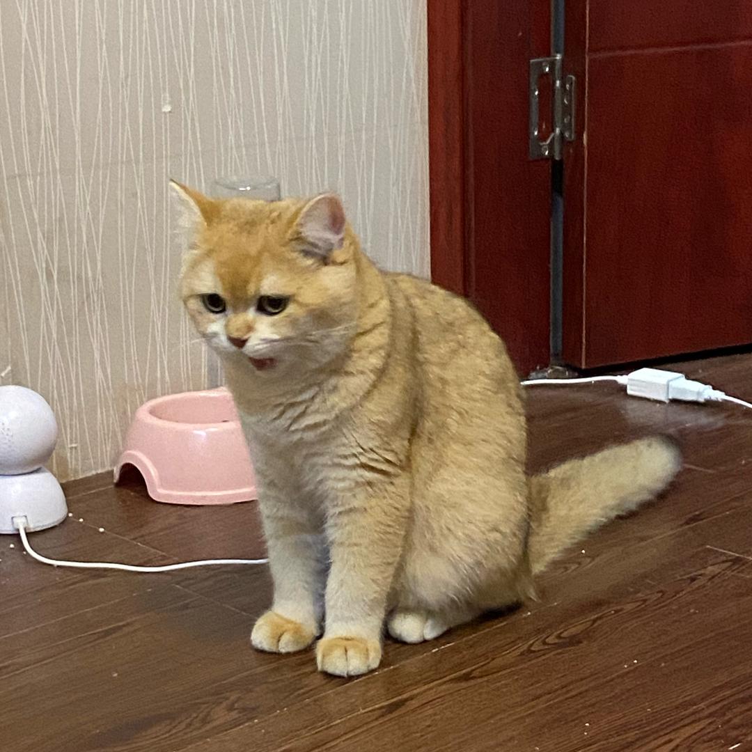 Didi（幸福版）