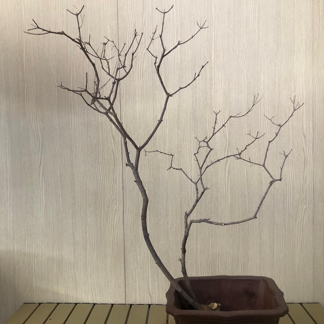 凌旭盆景茶室景观