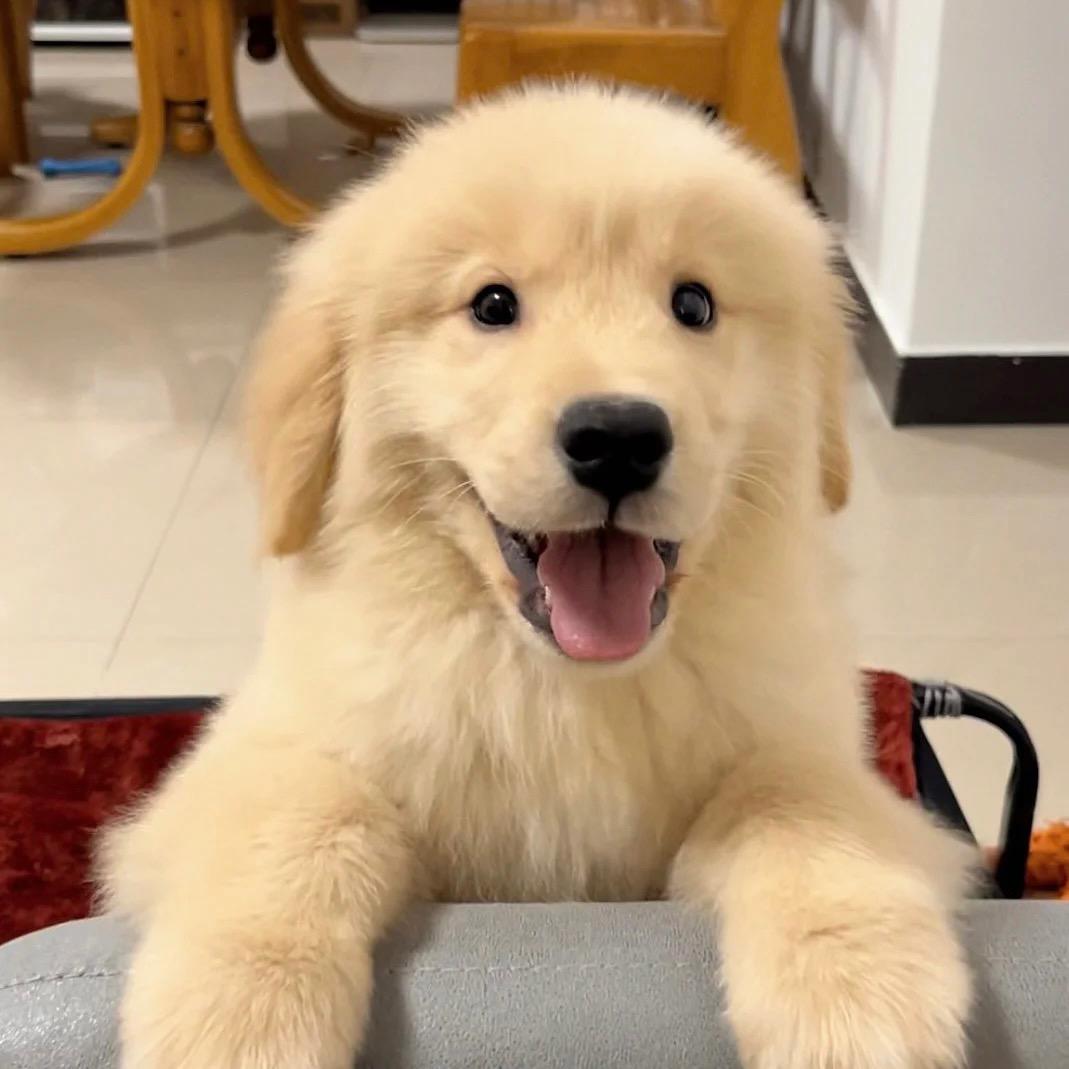 橙子宠物用品店