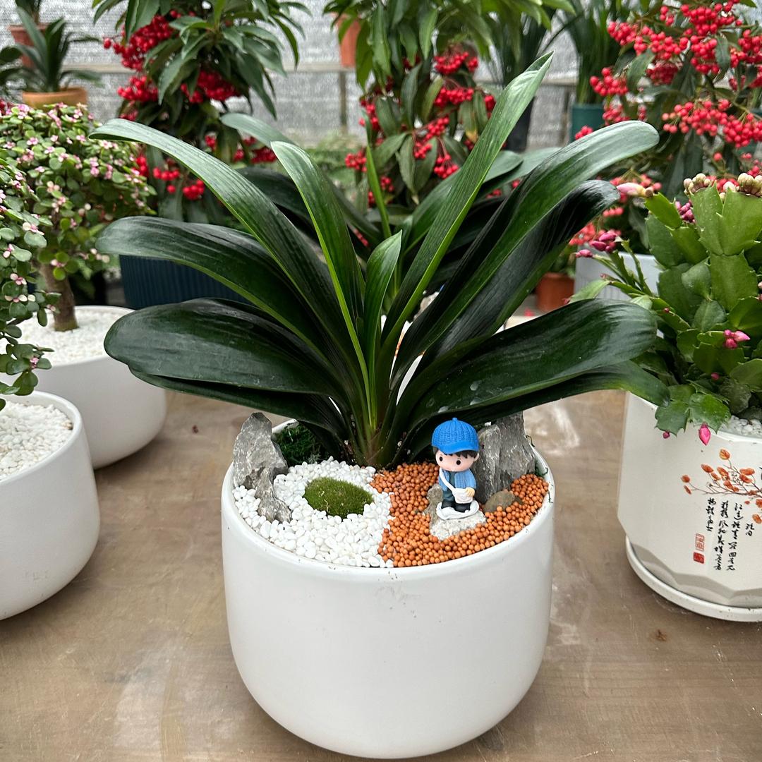 零陵区伊人花香花卉批发