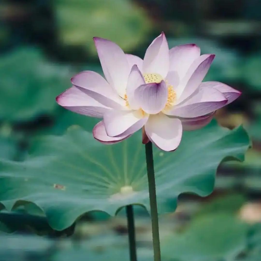 杨白老