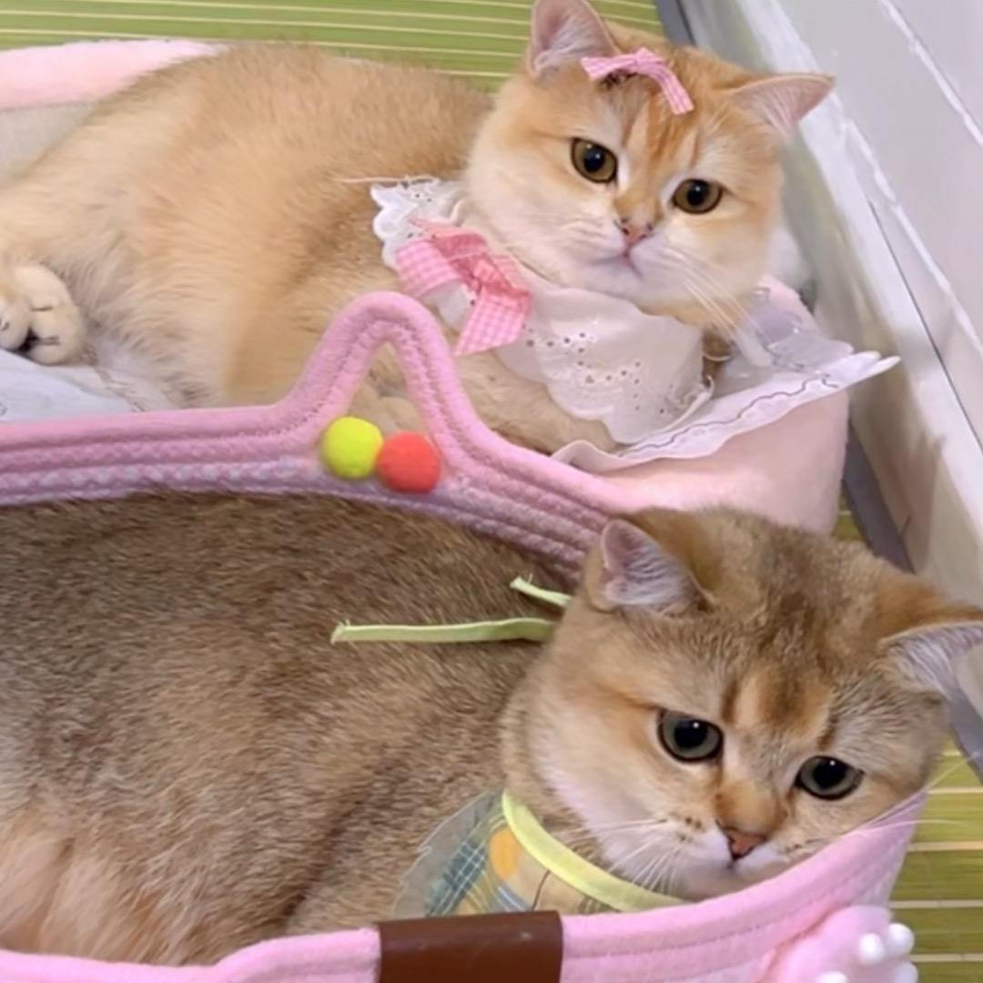 金豆元宝日记！