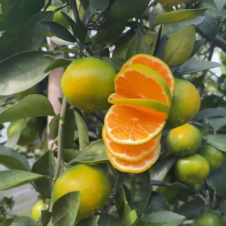 赣南脐橙 蜜桔(寻乌基地)