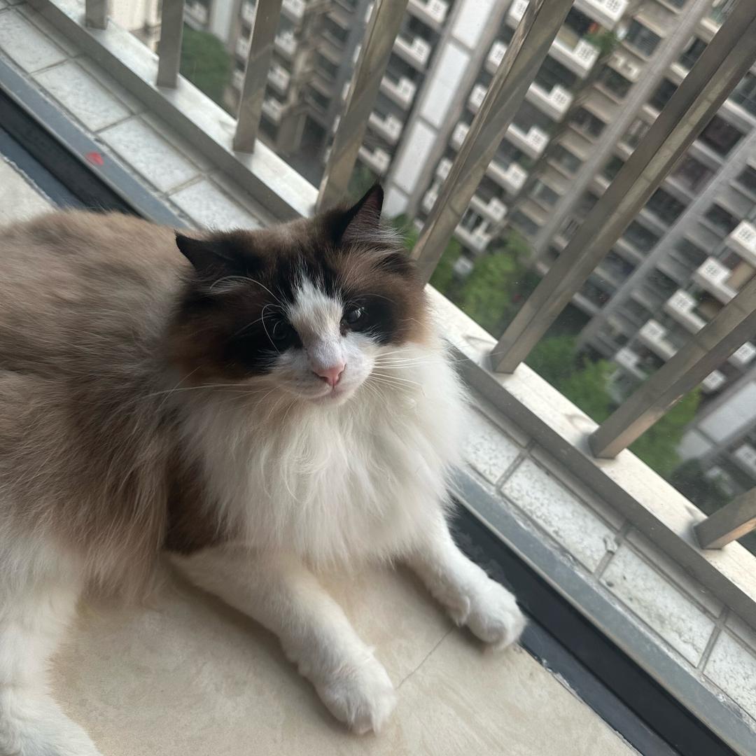 我叫开开心心哇